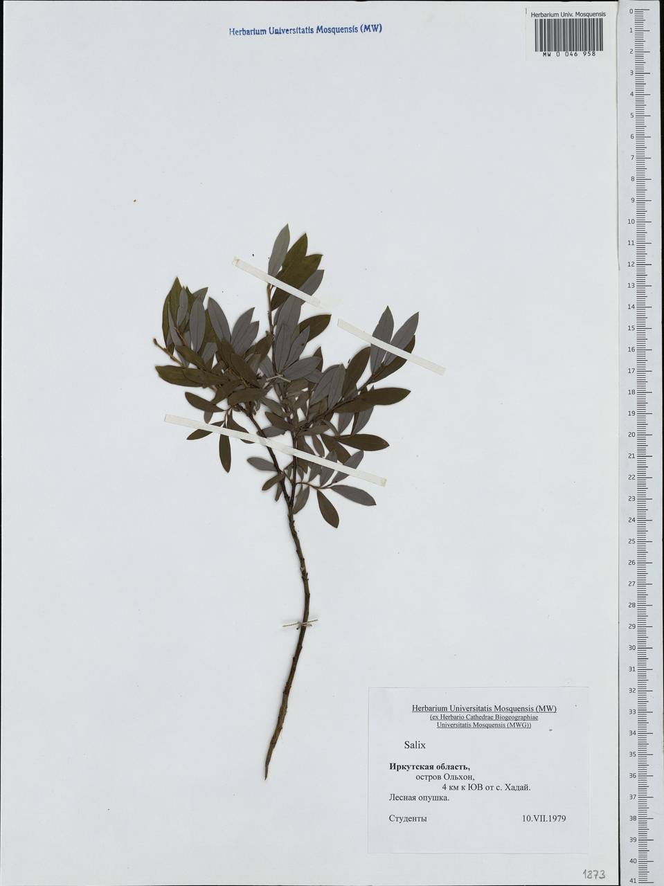 Salix, Siberia, Baikal & Transbaikal region (S4) (Russia)