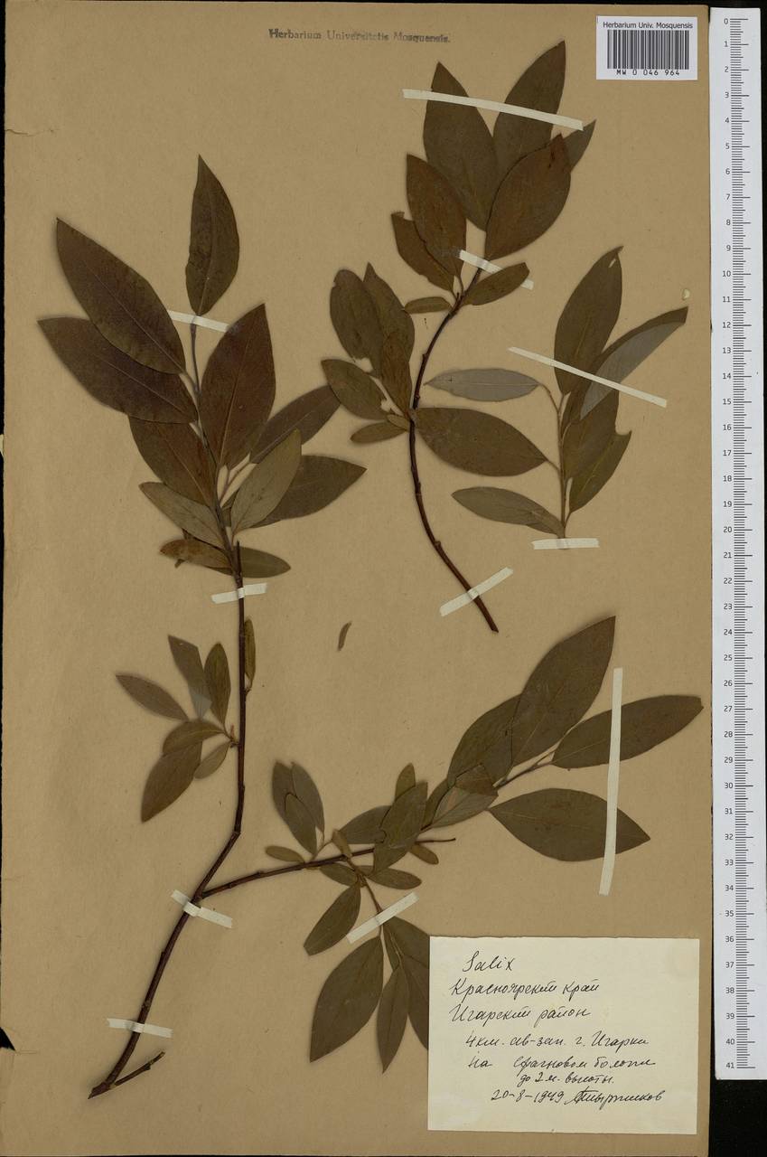 Salix, Siberia, Central Siberia (S3) (Russia)