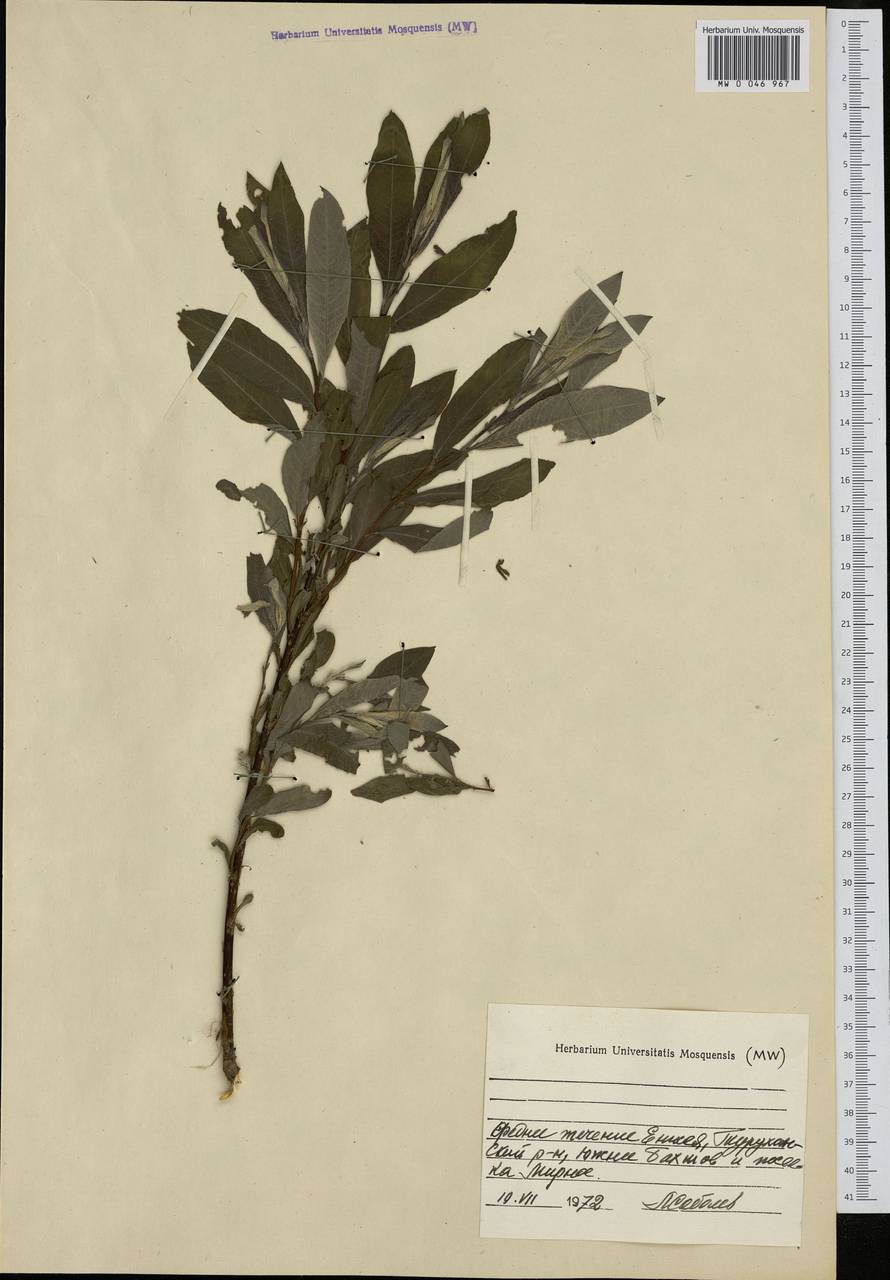 Salix, Siberia, Central Siberia (S3) (Russia)