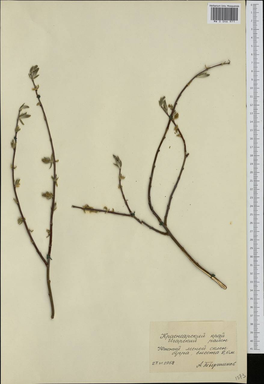 Salix, Siberia, Central Siberia (S3) (Russia)