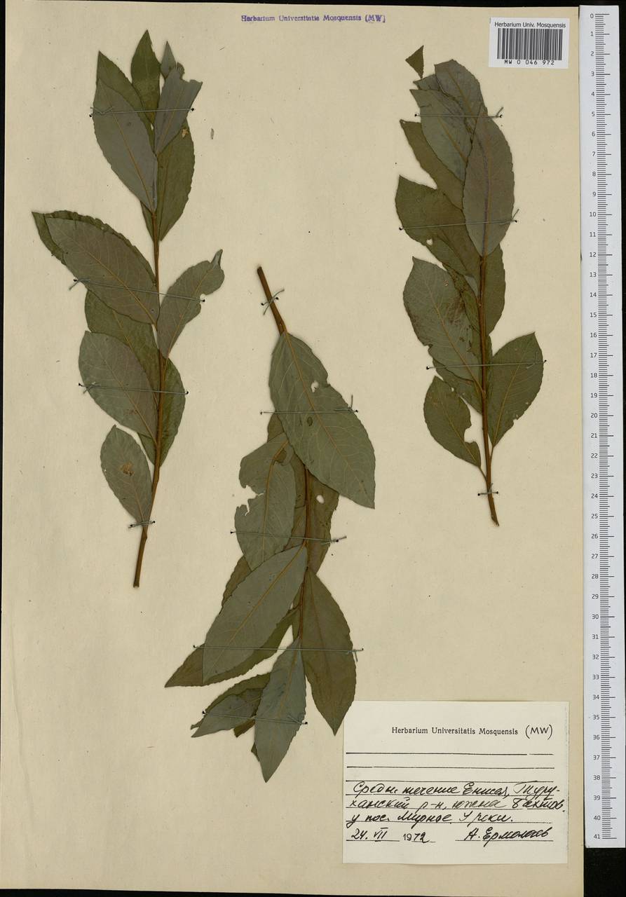 Salix, Siberia, Central Siberia (S3) (Russia)