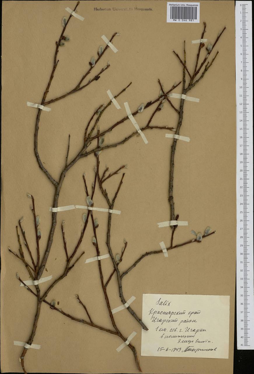 Salix, Siberia, Central Siberia (S3) (Russia)