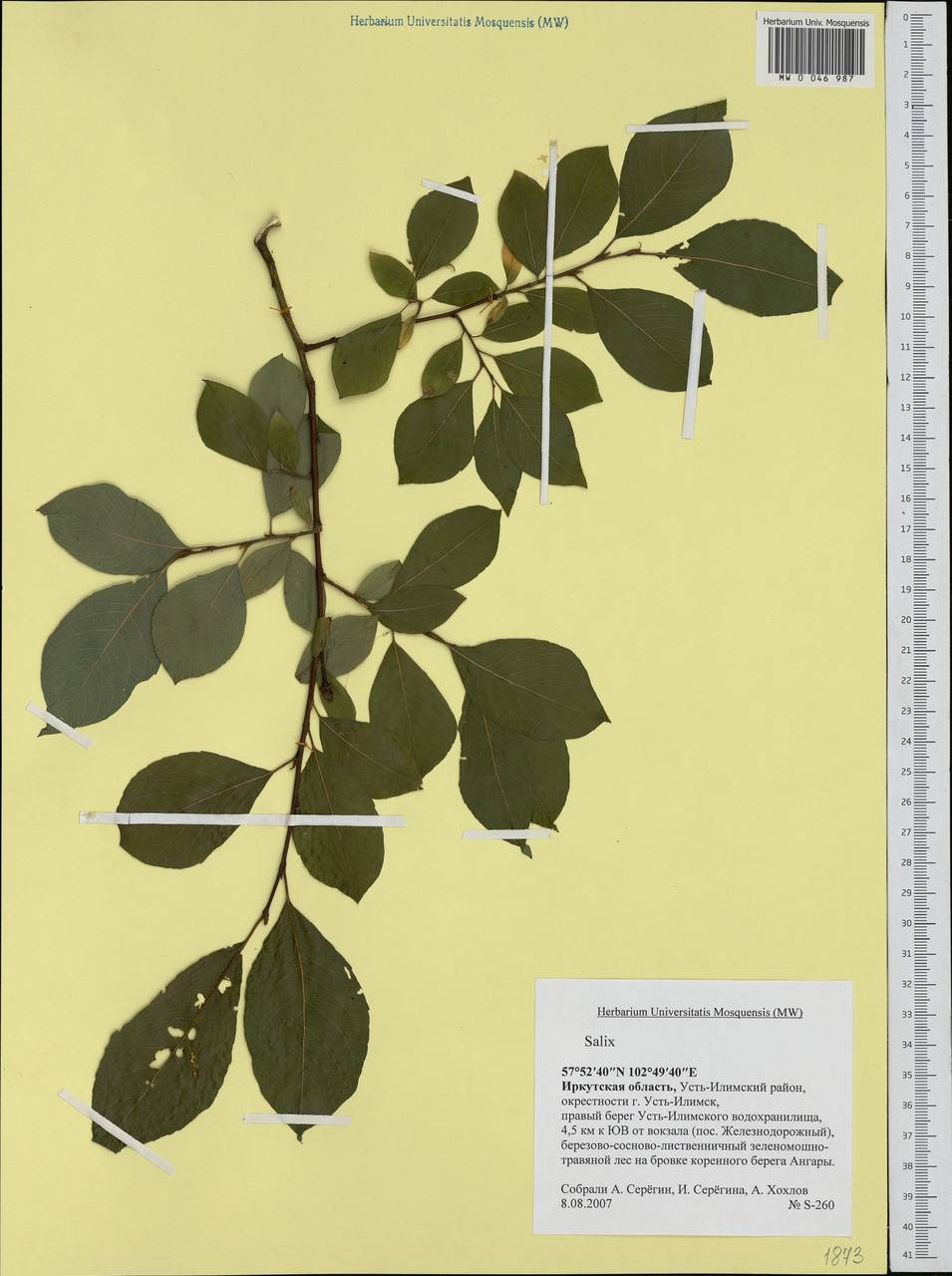 Salix, Siberia, Baikal & Transbaikal region (S4) (Russia)