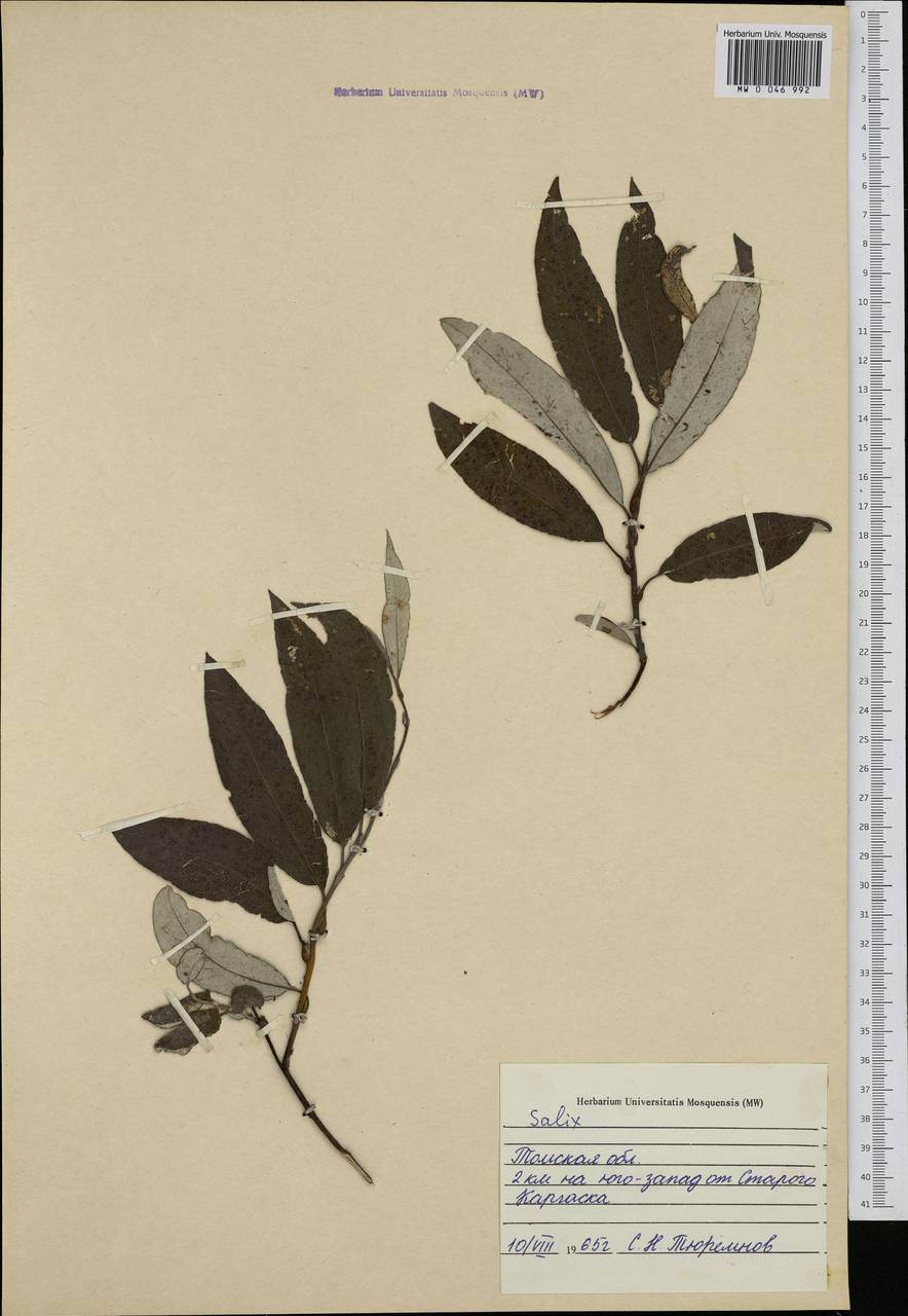 Salix, Siberia, Western Siberia (S1) (Russia)
