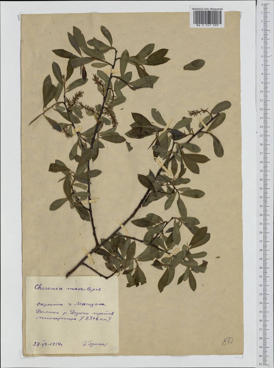 Chosenia arbutifolia (Pall.) A. K. Skvortsov, Siberia, Chukotka & Kamchatka (S7) (Russia)