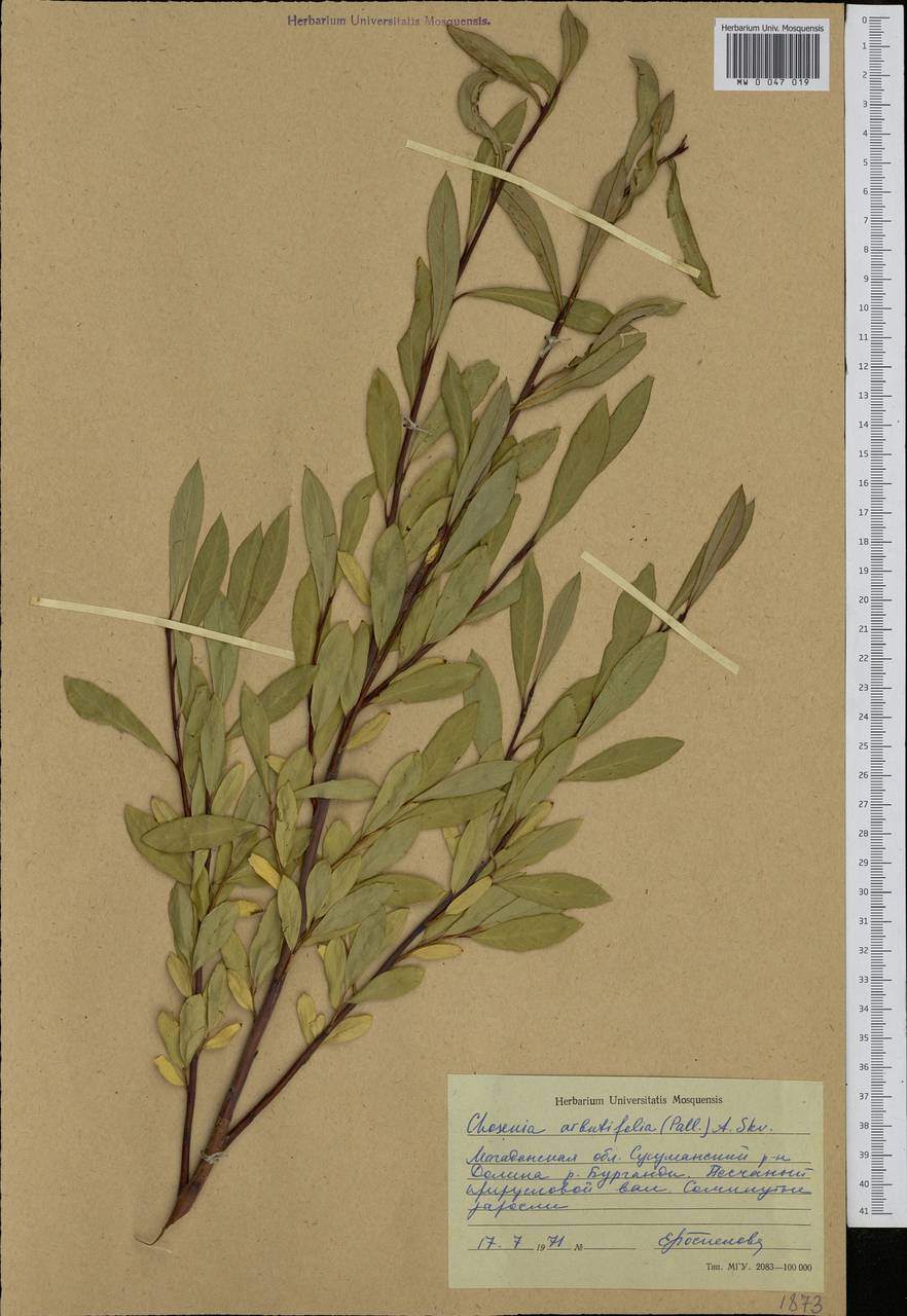 Chosenia arbutifolia (Pall.) A. K. Skvortsov, Siberia, Chukotka & Kamchatka (S7) (Russia)