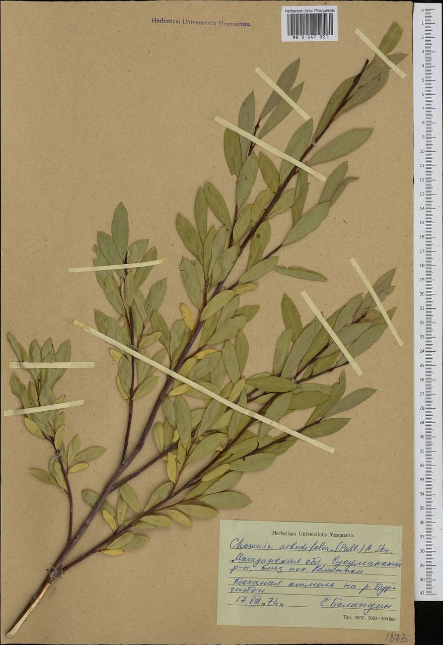 Chosenia arbutifolia (Pall.) A. K. Skvortsov, Siberia, Chukotka & Kamchatka (S7) (Russia)