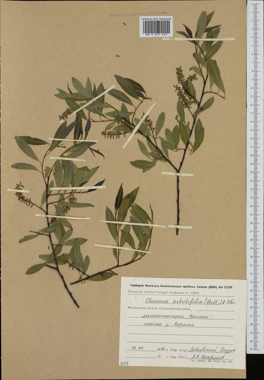 Chosenia arbutifolia (Pall.) A. K. Skvortsov, Siberia, Chukotka & Kamchatka (S7) (Russia)