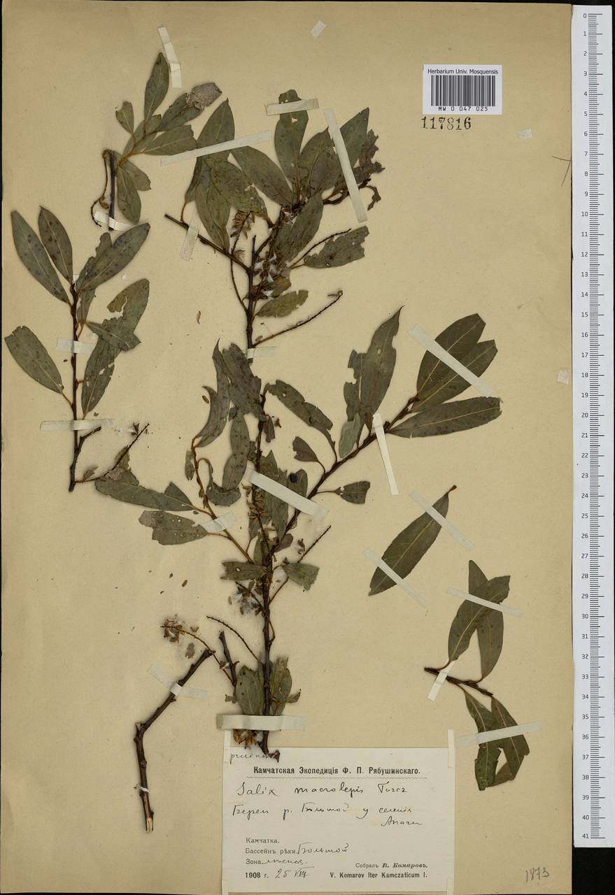 Chosenia arbutifolia (Pall.) A. K. Skvortsov, Siberia, Chukotka & Kamchatka (S7) (Russia)