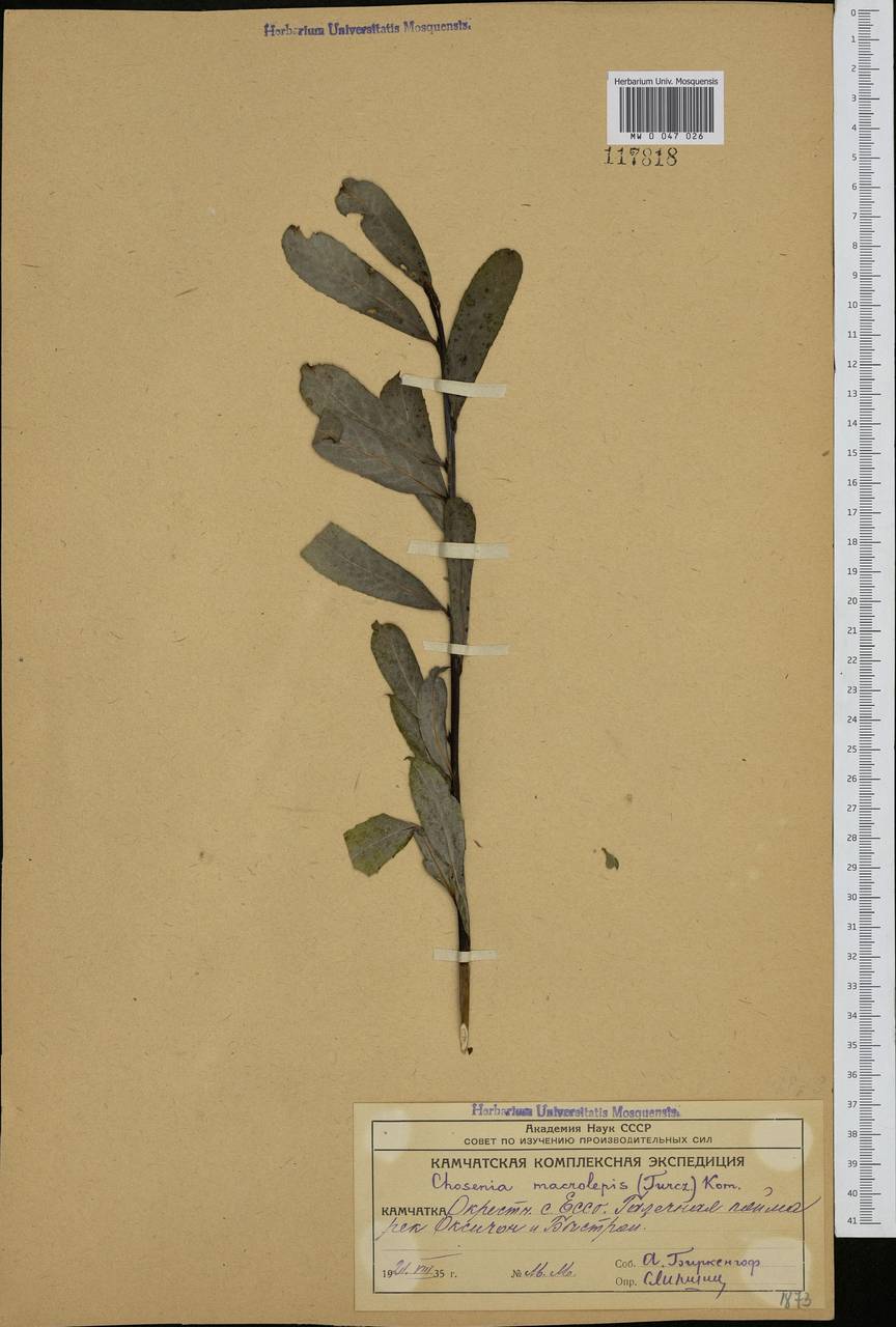 Chosenia arbutifolia (Pall.) A. K. Skvortsov, Siberia, Chukotka & Kamchatka (S7) (Russia)
