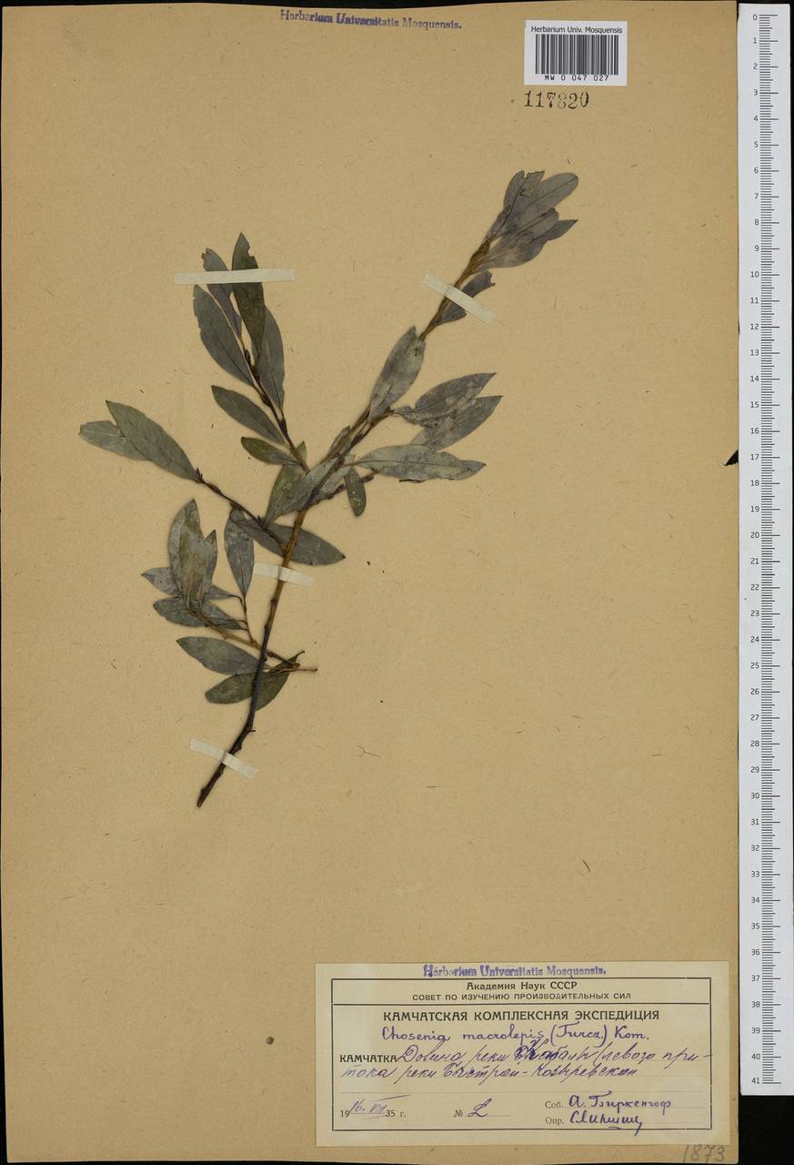 Chosenia arbutifolia (Pall.) A. K. Skvortsov, Siberia, Chukotka & Kamchatka (S7) (Russia)