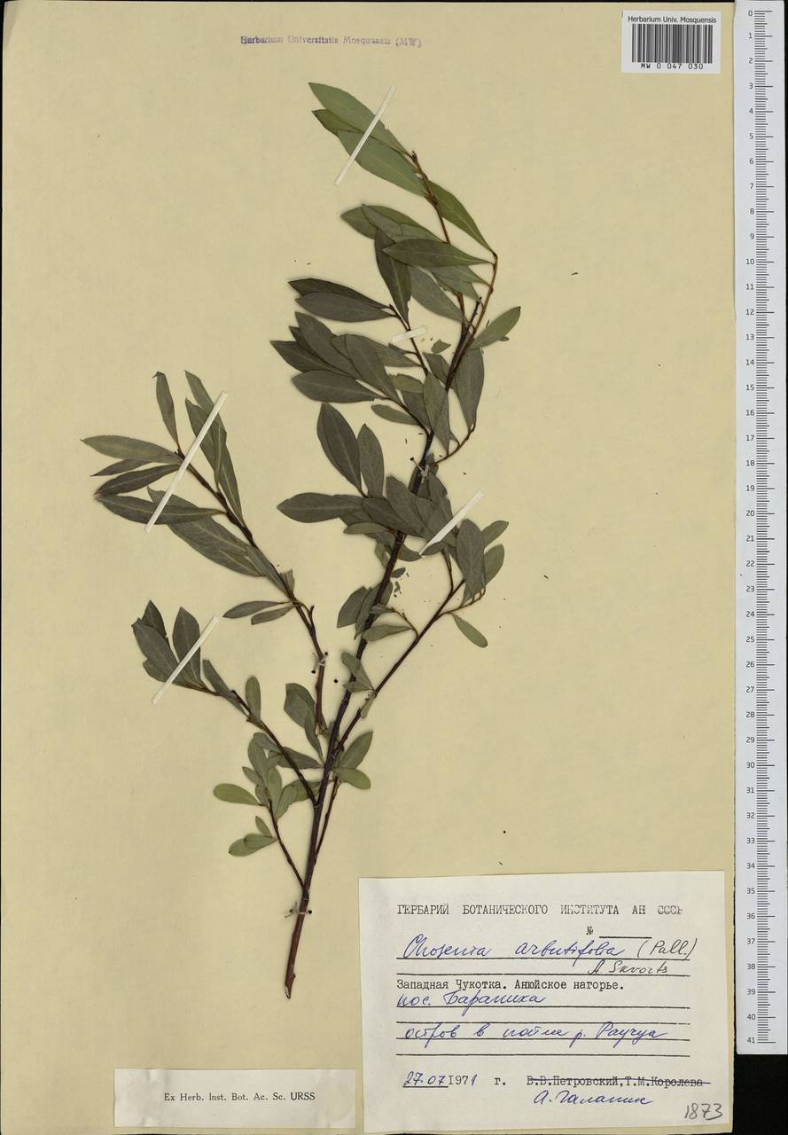 Chosenia arbutifolia (Pall.) A. K. Skvortsov, Siberia, Chukotka & Kamchatka (S7) (Russia)