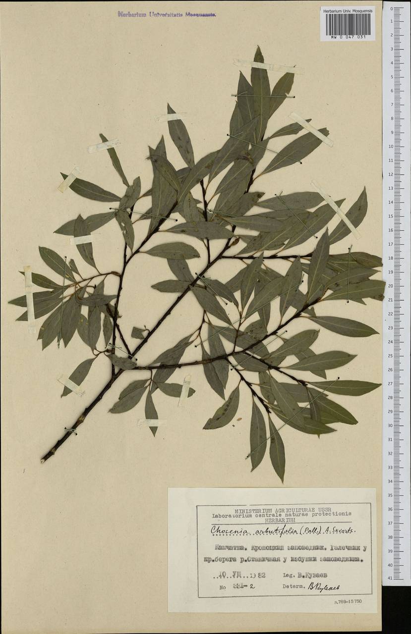 Chosenia arbutifolia (Pall.) A. K. Skvortsov, Siberia, Chukotka & Kamchatka (S7) (Russia)