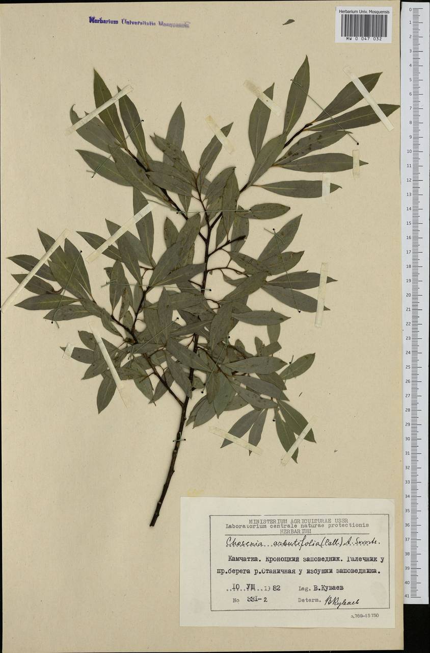 Chosenia arbutifolia (Pall.) A. K. Skvortsov, Siberia, Chukotka & Kamchatka (S7) (Russia)