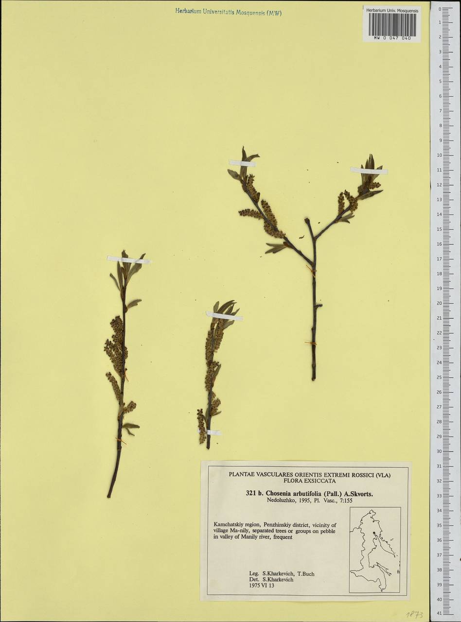 Chosenia arbutifolia (Pall.) A. K. Skvortsov, Siberia, Chukotka & Kamchatka (S7) (Russia)