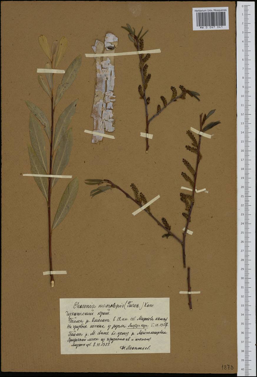 Chosenia arbutifolia (Pall.) A. K. Skvortsov, Siberia, Chukotka & Kamchatka (S7) (Russia)