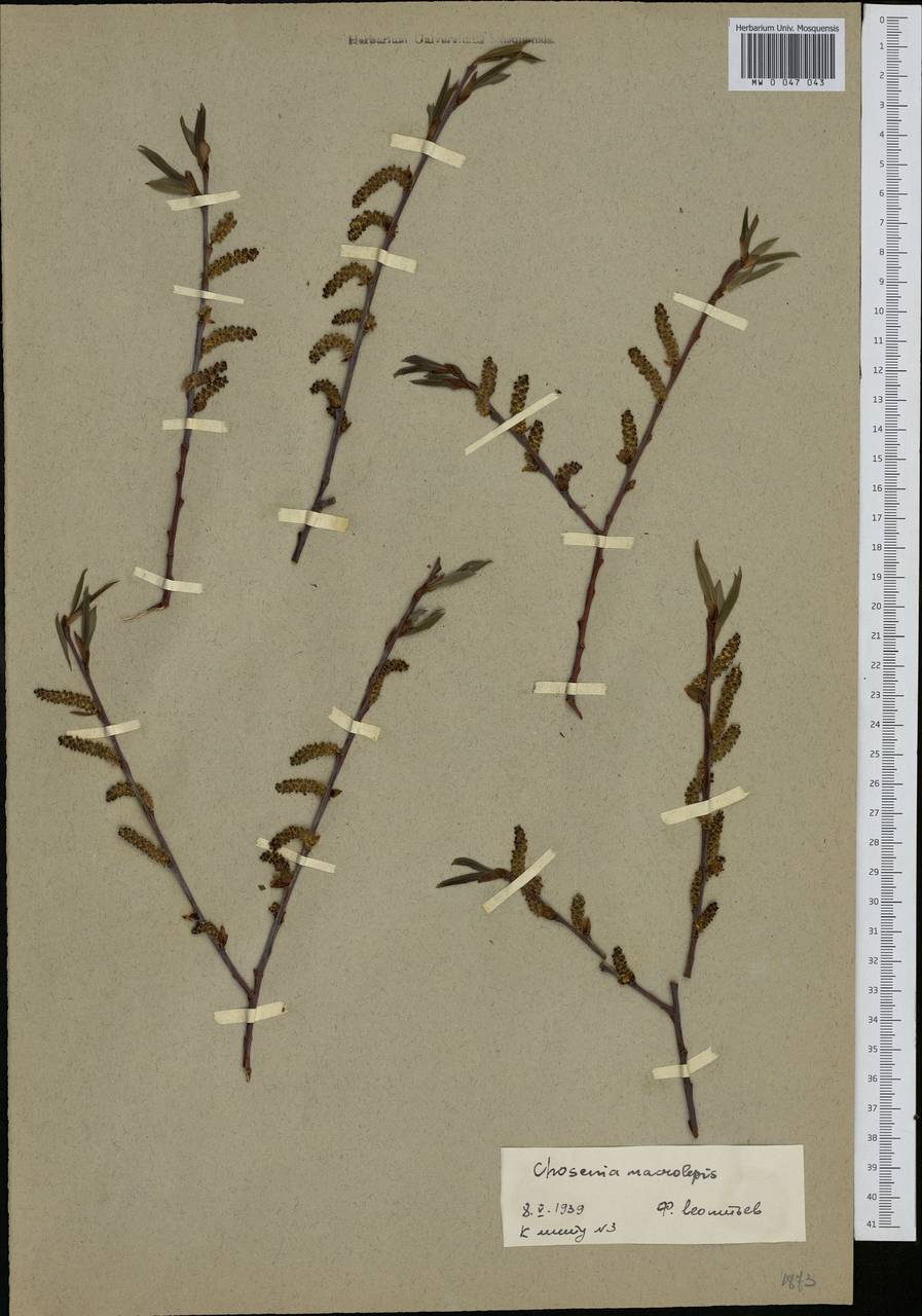 Chosenia arbutifolia (Pall.) A. K. Skvortsov, Siberia, Chukotka & Kamchatka (S7) (Russia)