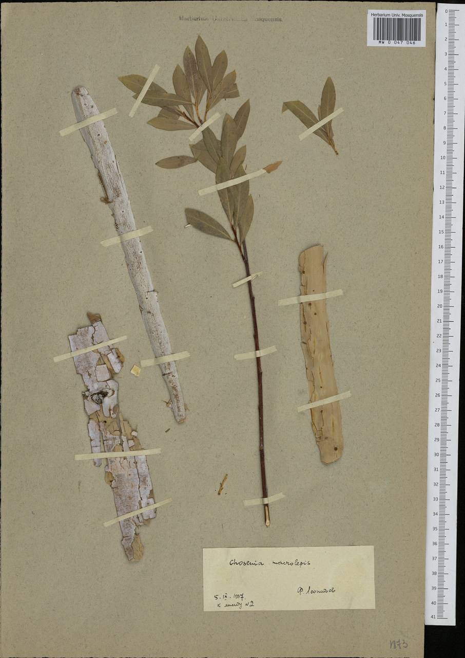 Chosenia arbutifolia (Pall.) A. K. Skvortsov, Siberia, Chukotka & Kamchatka (S7) (Russia)