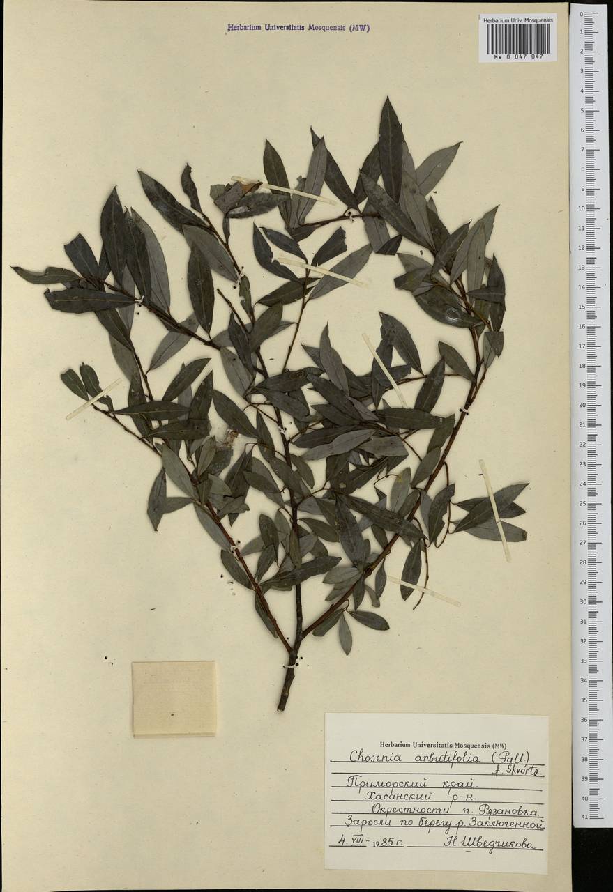 Chosenia arbutifolia (Pall.) A. K. Skvortsov, Siberia, Russian Far East (S6) (Russia)