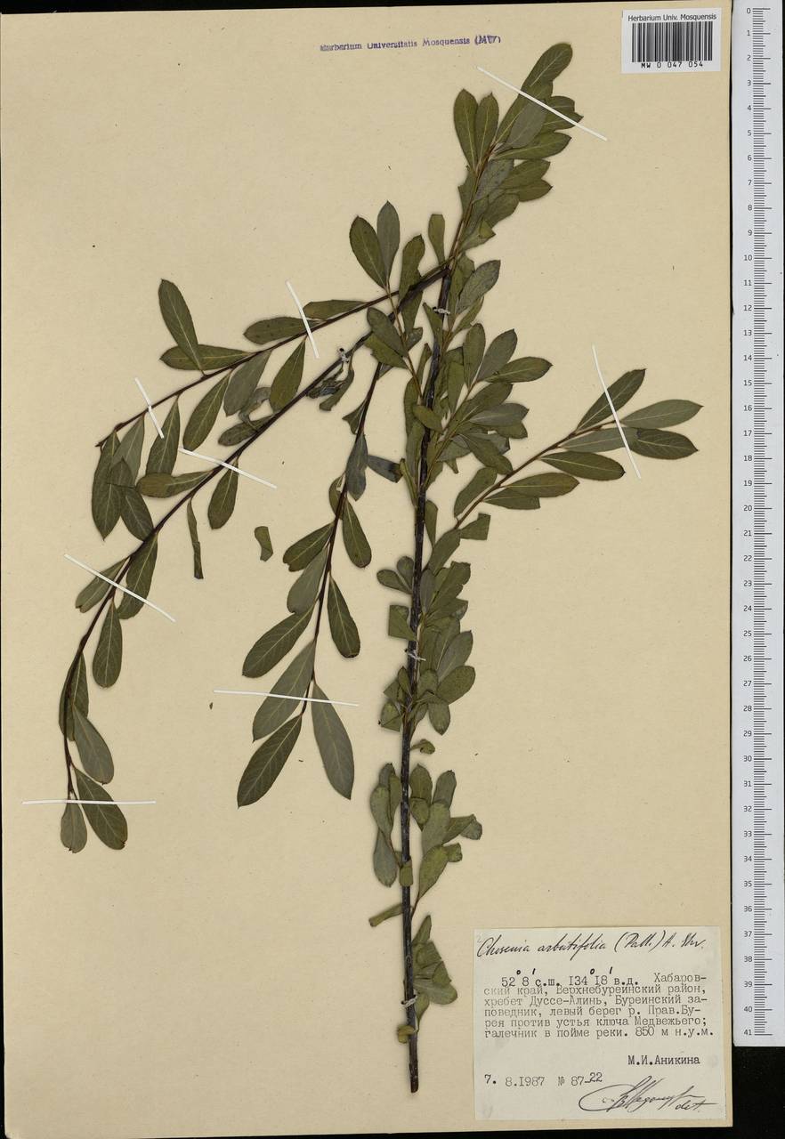 Chosenia arbutifolia (Pall.) A. K. Skvortsov, Siberia, Russian Far East (S6) (Russia)