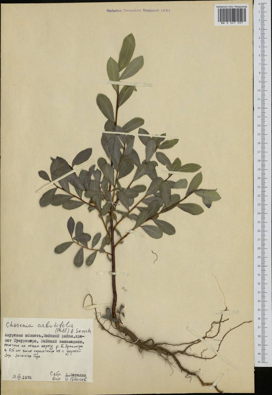 Chosenia arbutifolia (Pall.) A. K. Skvortsov, Siberia, Russian Far East (S6) (Russia)
