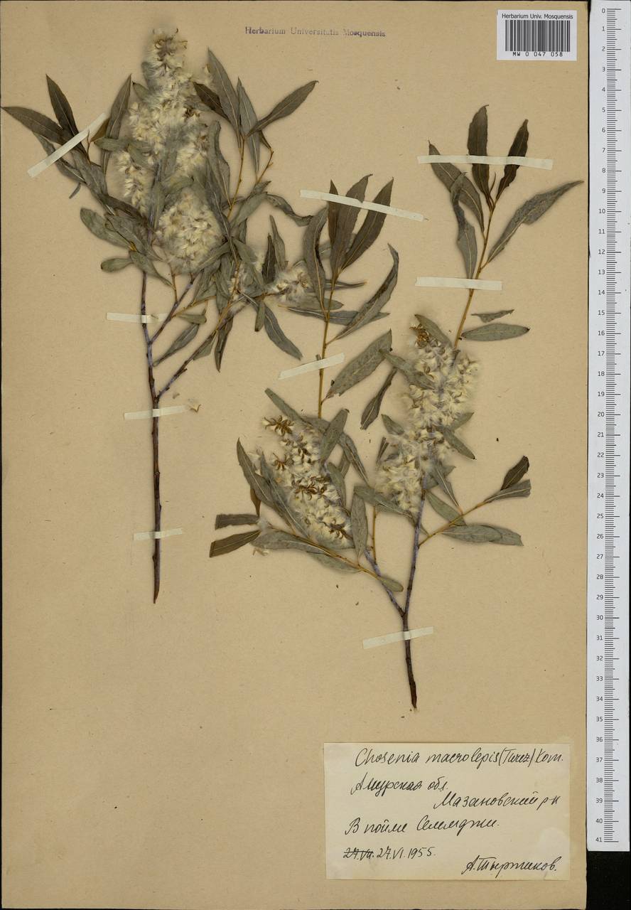 Chosenia arbutifolia (Pall.) A. K. Skvortsov, Siberia, Russian Far East (S6) (Russia)