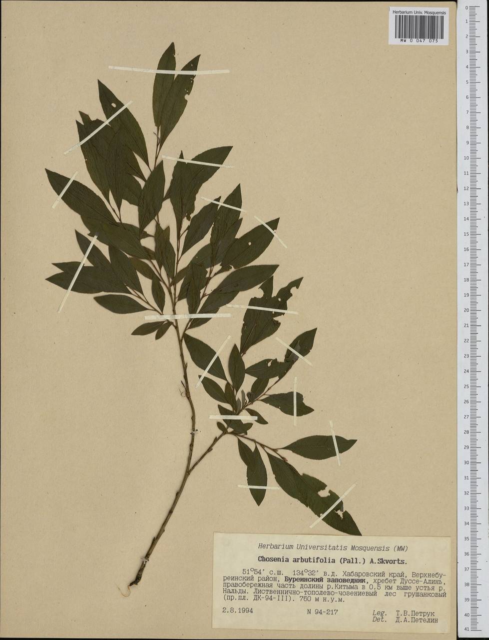 Chosenia arbutifolia (Pall.) A. K. Skvortsov, Siberia, Russian Far East (S6) (Russia)
