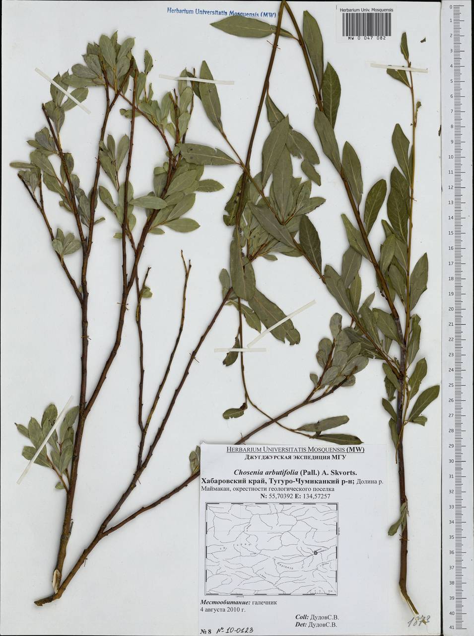 Chosenia arbutifolia (Pall.) A. K. Skvortsov, Siberia, Russian Far East (S6) (Russia)