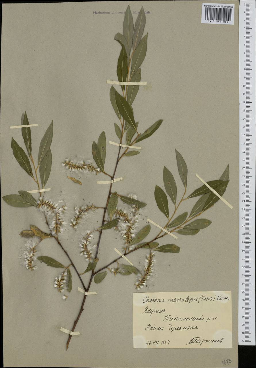 Chosenia arbutifolia (Pall.) A. K. Skvortsov, Siberia, Yakutia (S5) (Russia)