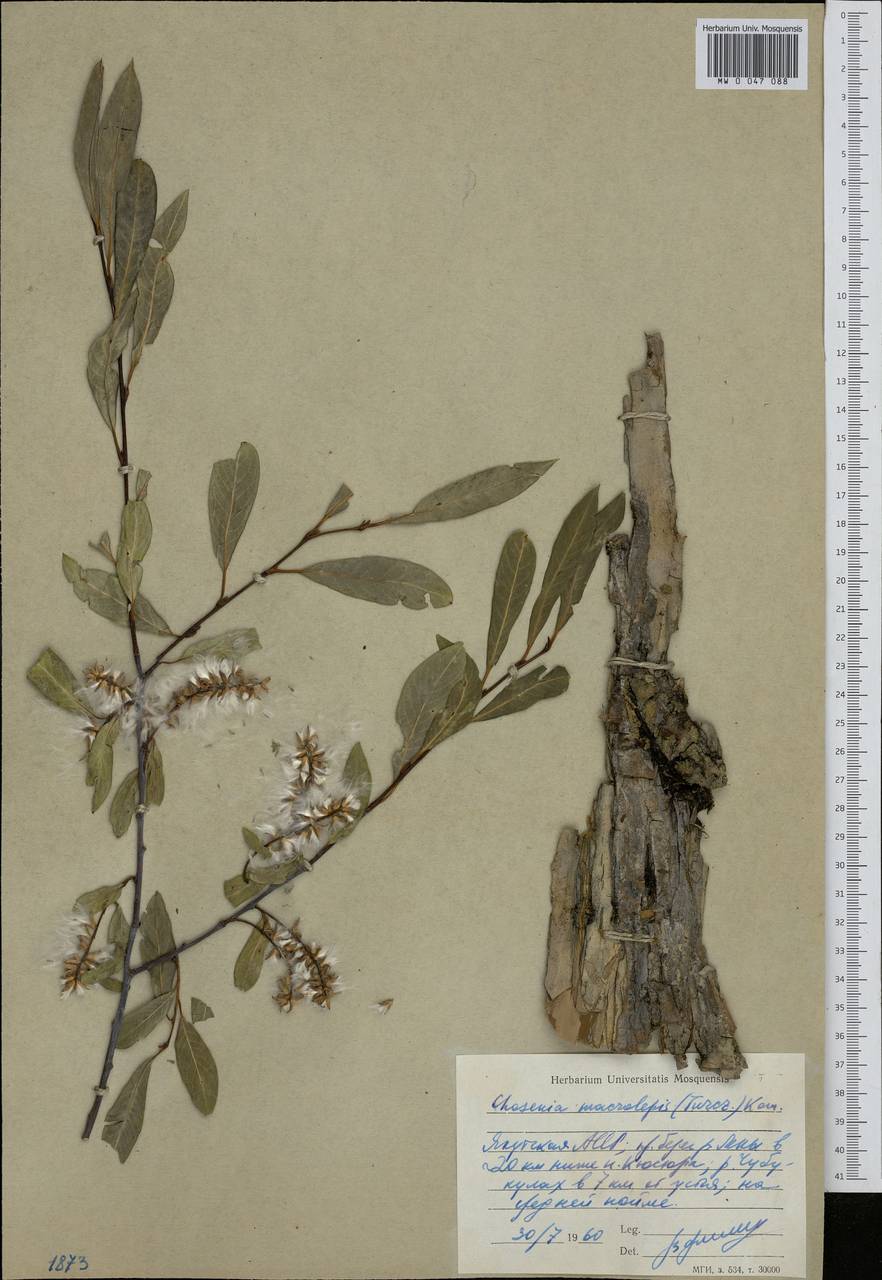 Chosenia arbutifolia (Pall.) A. K. Skvortsov, Siberia, Yakutia (S5) (Russia)