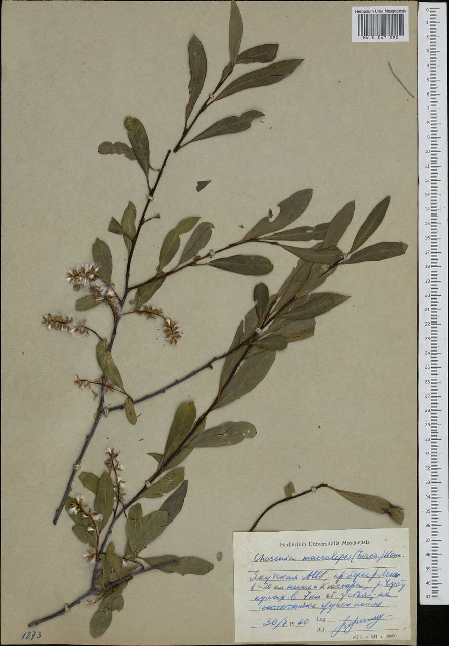 Chosenia arbutifolia (Pall.) A. K. Skvortsov, Siberia, Yakutia (S5) (Russia)