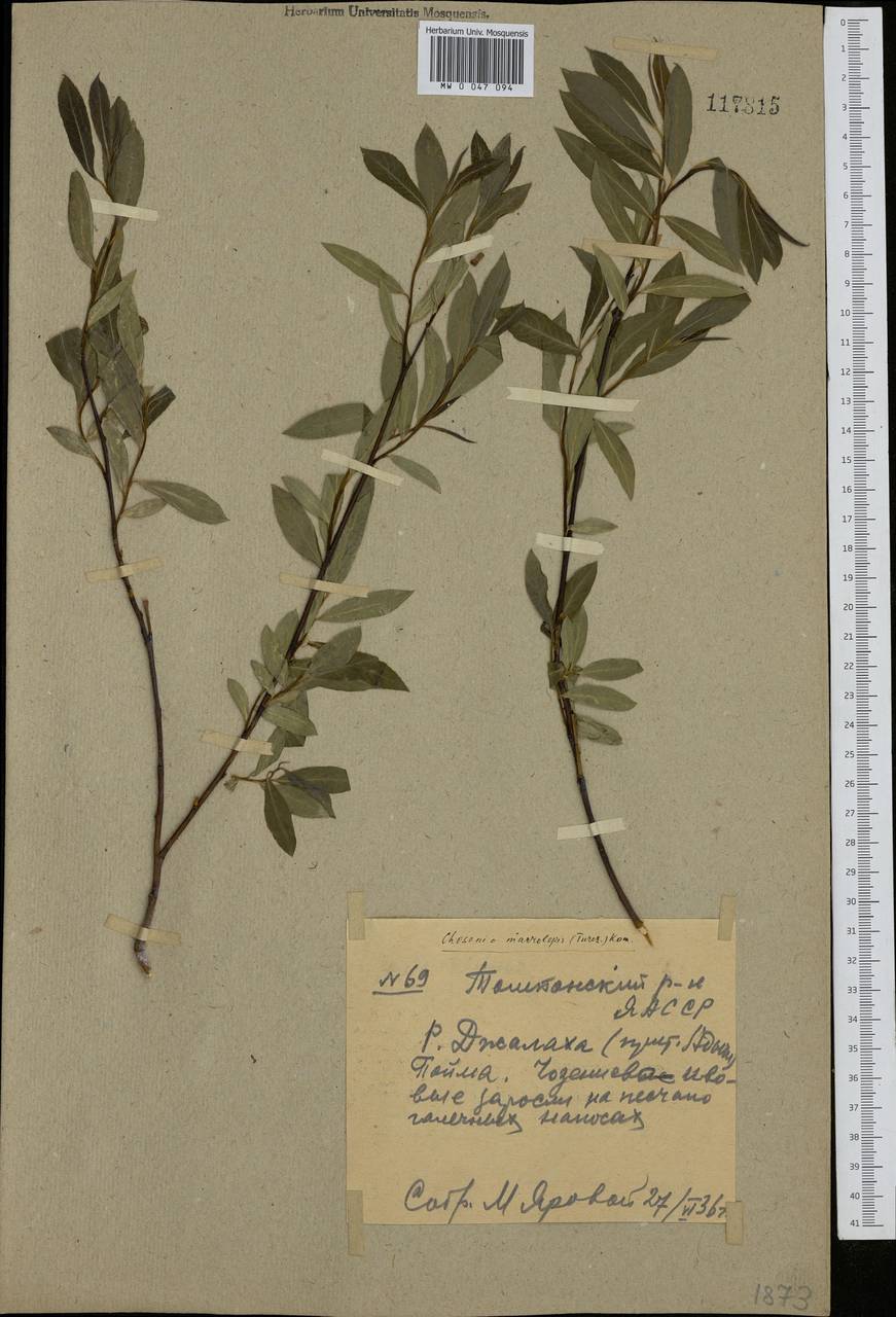 Chosenia arbutifolia (Pall.) A. K. Skvortsov, Siberia, Yakutia (S5) (Russia)
