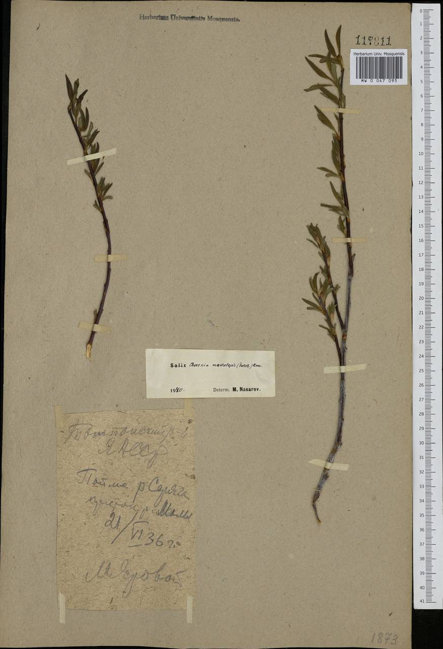 Chosenia arbutifolia (Pall.) A. K. Skvortsov, Siberia, Yakutia (S5) (Russia)