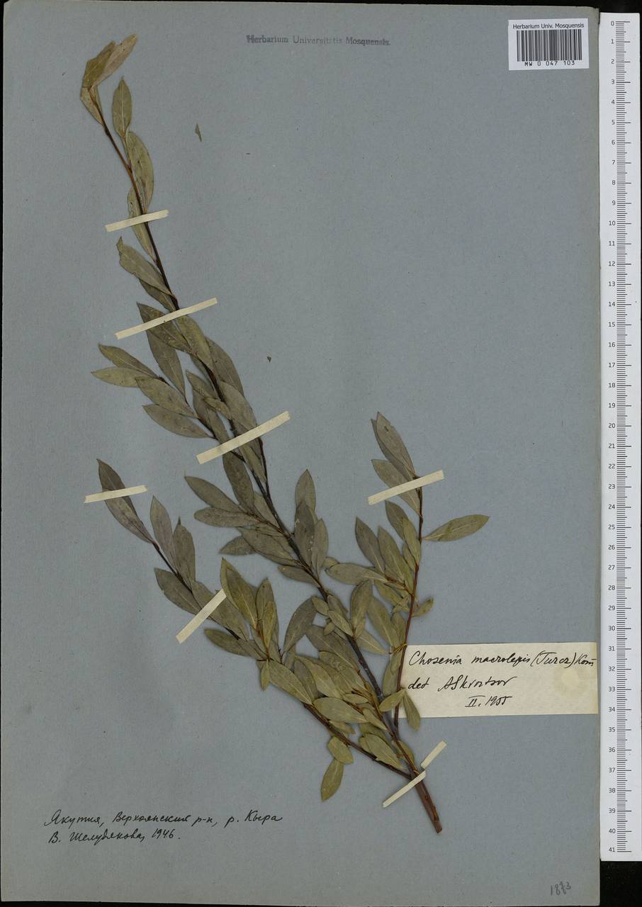 Chosenia arbutifolia (Pall.) A. K. Skvortsov, Siberia, Yakutia (S5) (Russia)