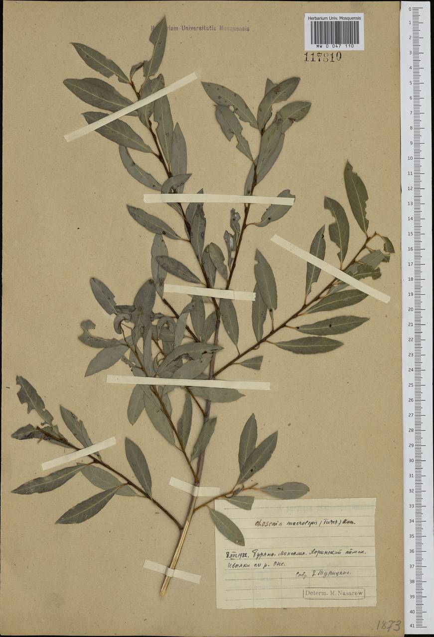 Chosenia arbutifolia (Pall.) A. K. Skvortsov, Siberia, Baikal & Transbaikal region (S4) (Russia)