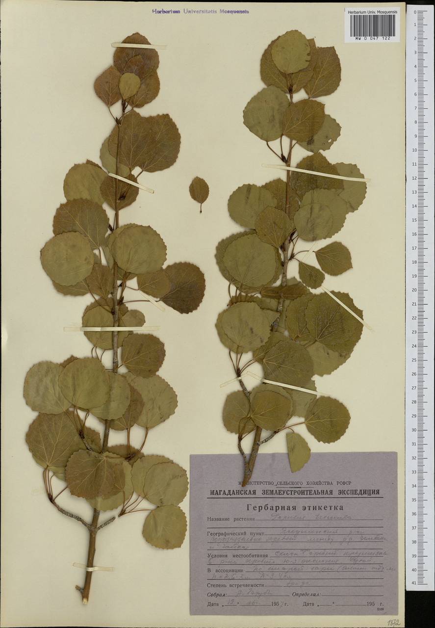 Populus tremula L., Siberia, Chukotka & Kamchatka (S7) (Russia)