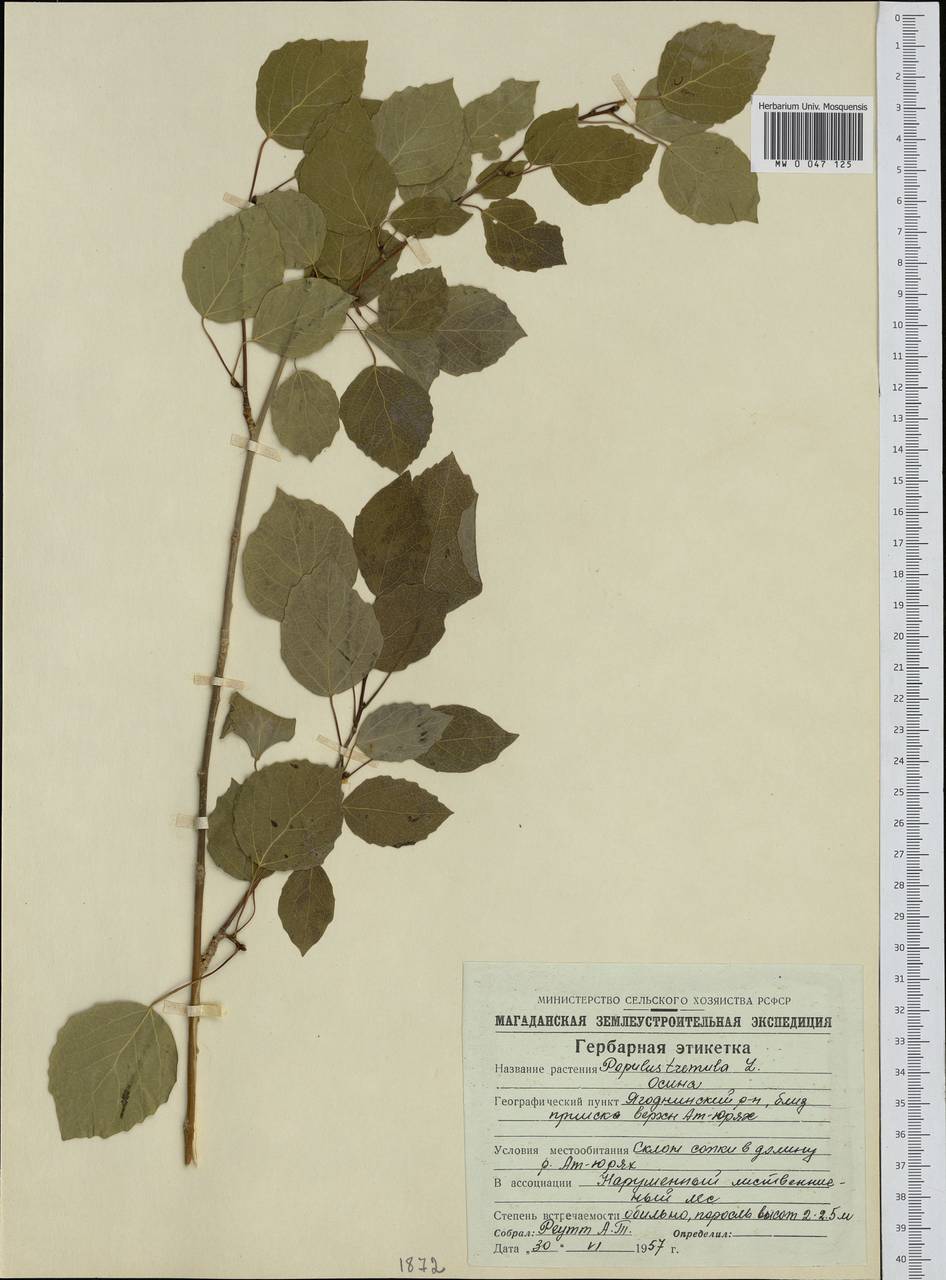 Populus tremula L., Siberia, Chukotka & Kamchatka (S7) (Russia)