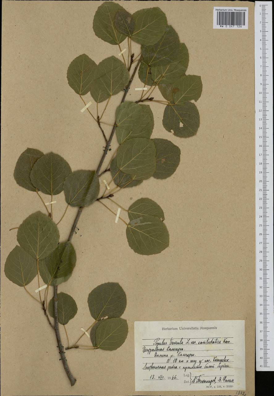 Populus tremula L., Siberia, Chukotka & Kamchatka (S7) (Russia)