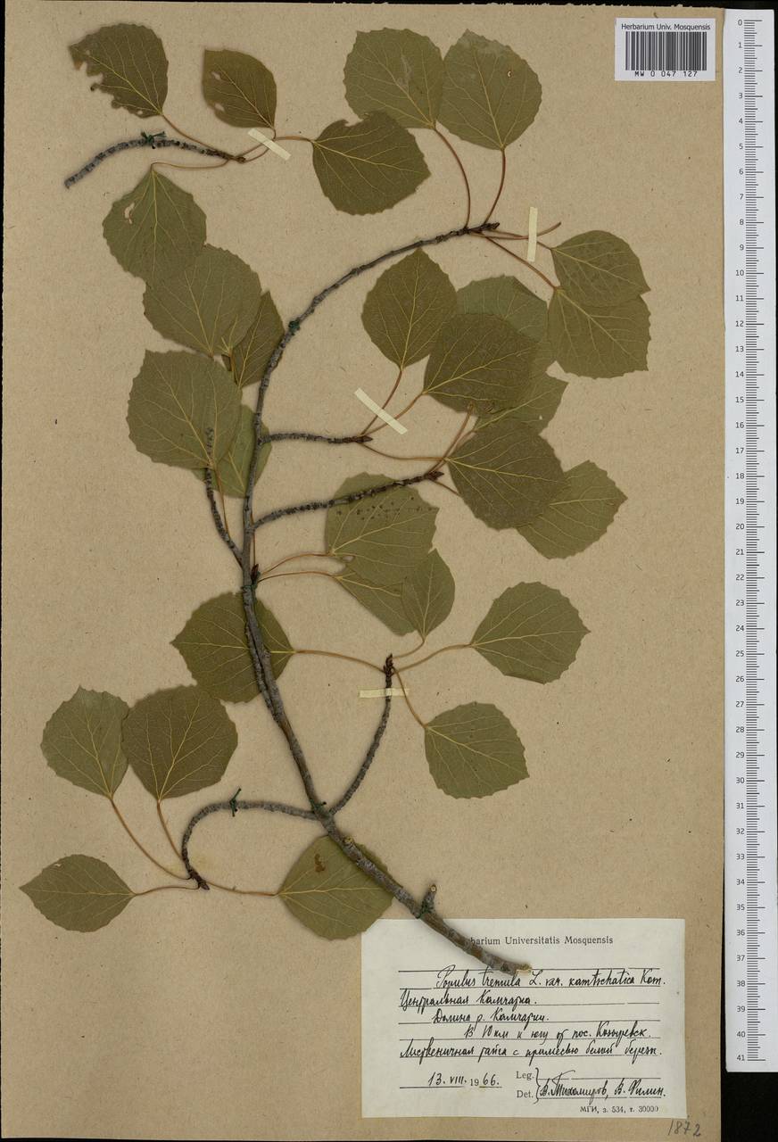 Populus tremula L., Siberia, Chukotka & Kamchatka (S7) (Russia)