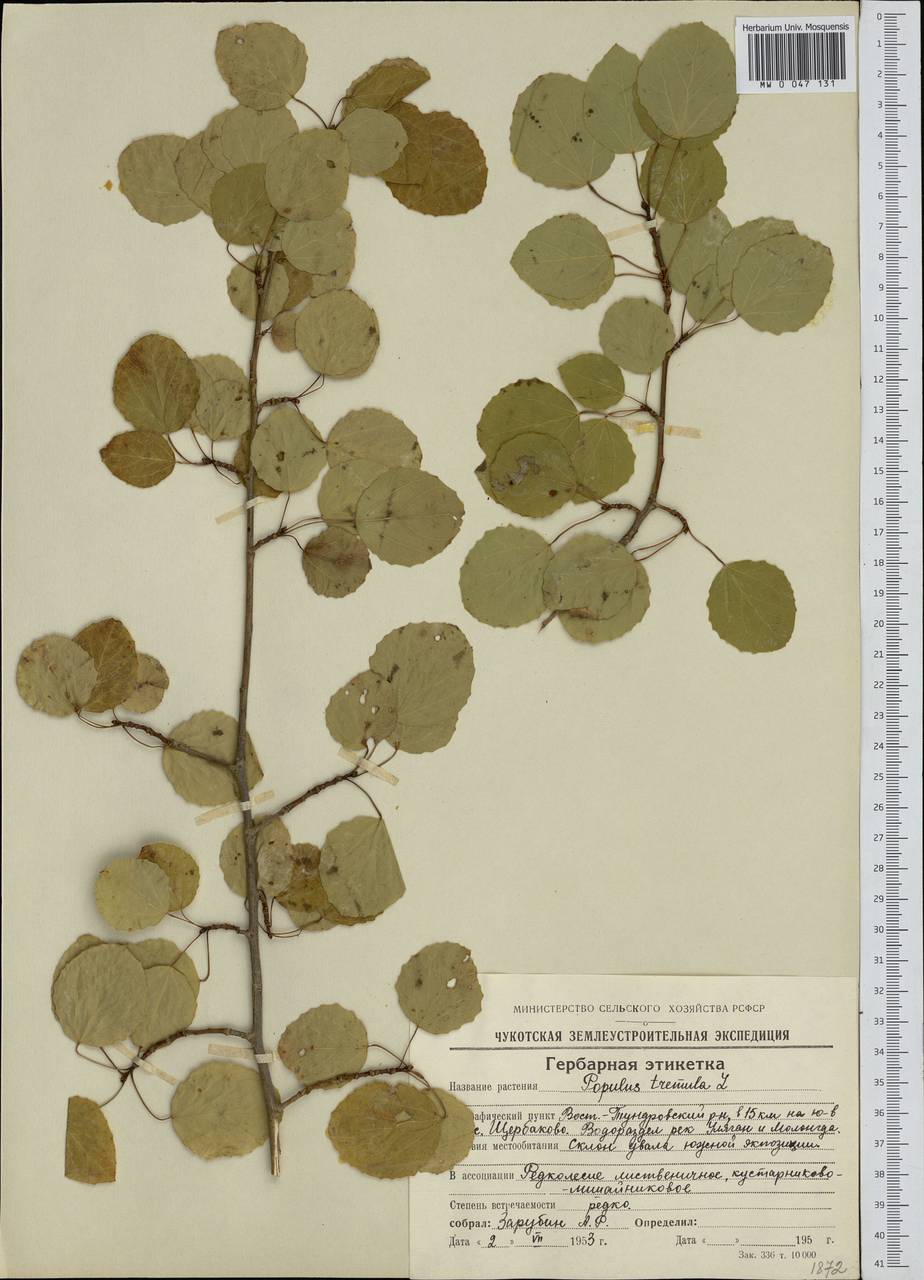 Populus tremula L., Siberia, Chukotka & Kamchatka (S7) (Russia)