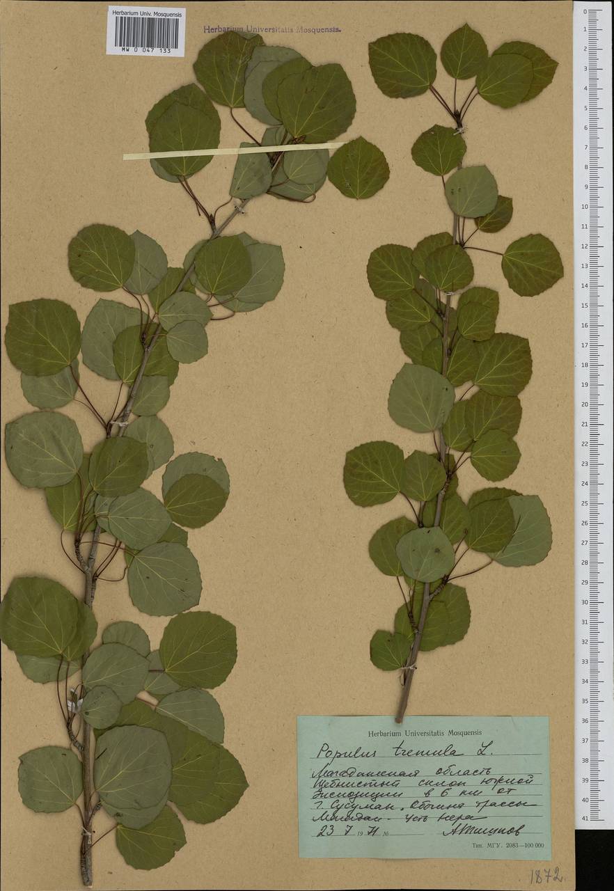 Populus tremula L., Siberia, Chukotka & Kamchatka (S7) (Russia)