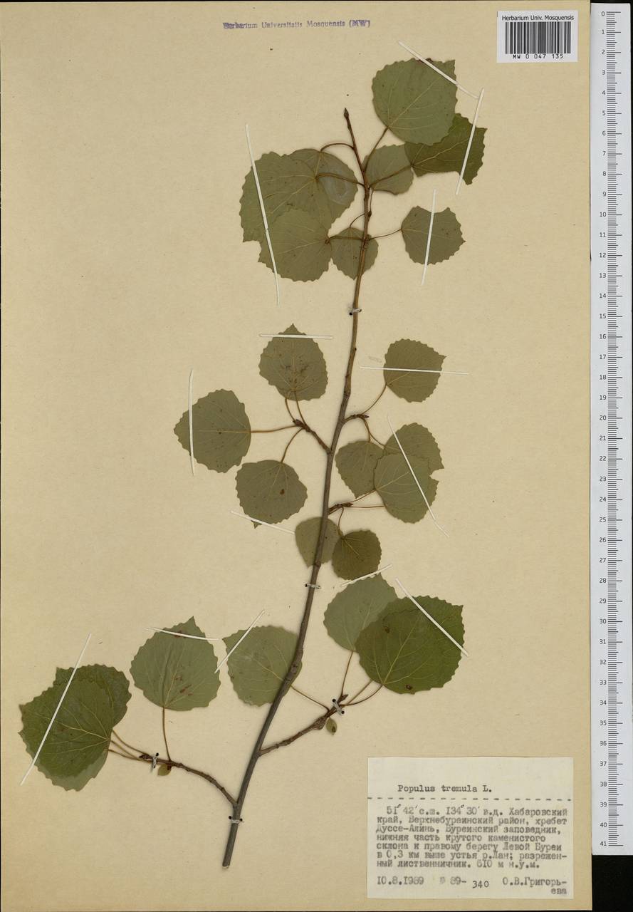 Populus tremula L., Siberia, Russian Far East (S6) (Russia)