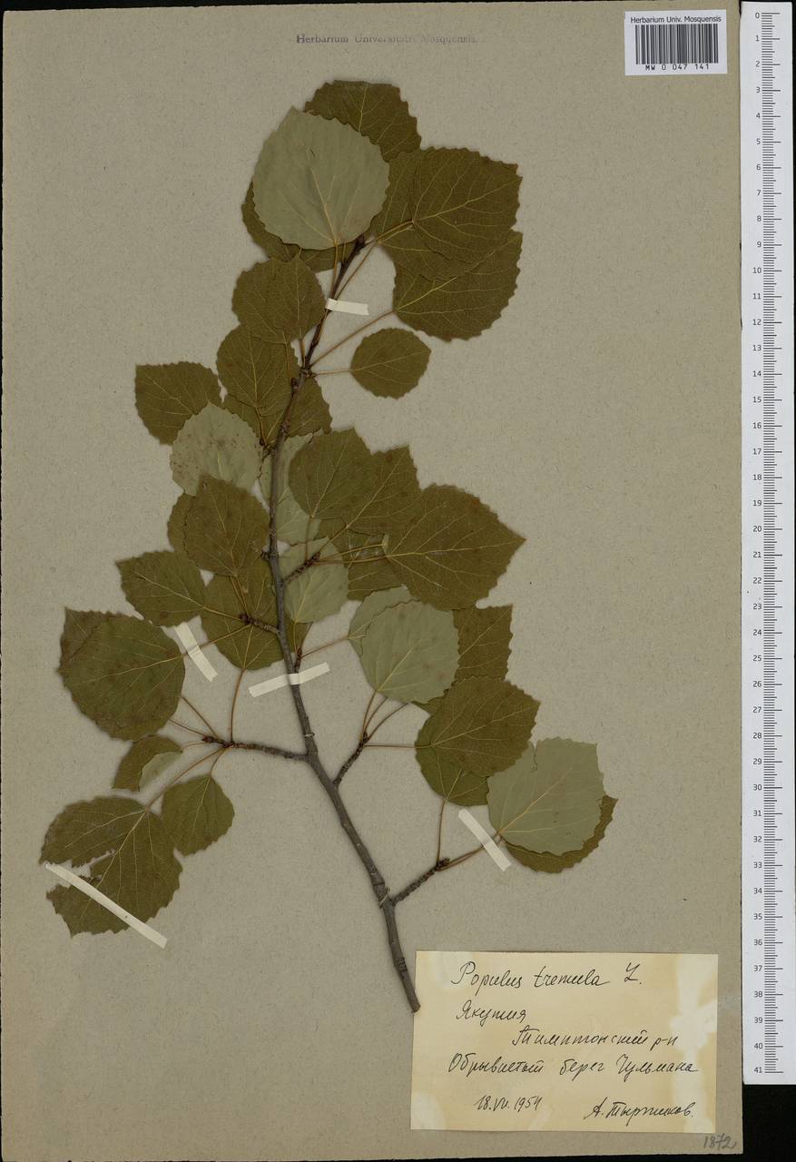 Populus tremula L., Siberia, Yakutia (S5) (Russia)