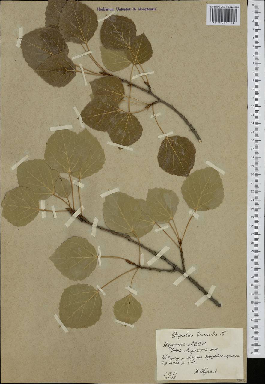 Populus tremula L., Siberia, Yakutia (S5) (Russia)