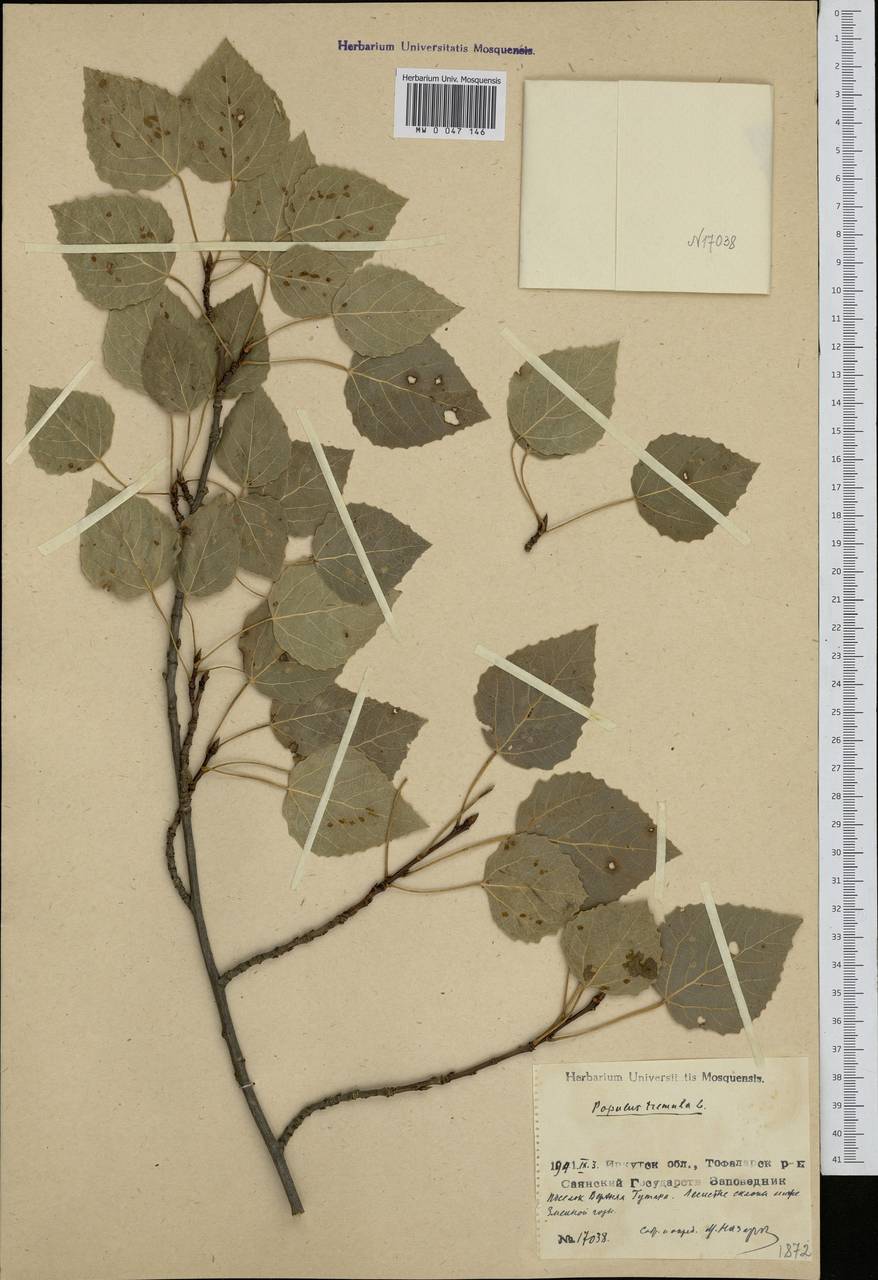 Populus tremula L., Siberia, Baikal & Transbaikal region (S4) (Russia)