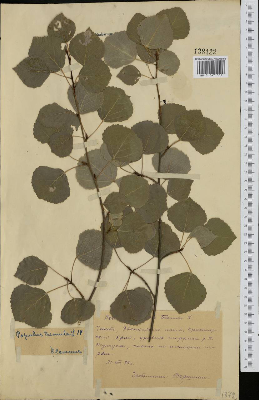 Populus tremula L., Siberia, Central Siberia (S3) (Russia)