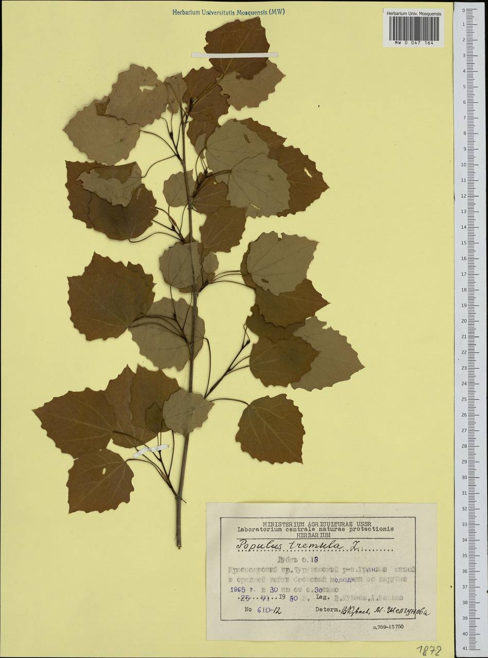 Populus tremula L., Siberia, Central Siberia (S3) (Russia)