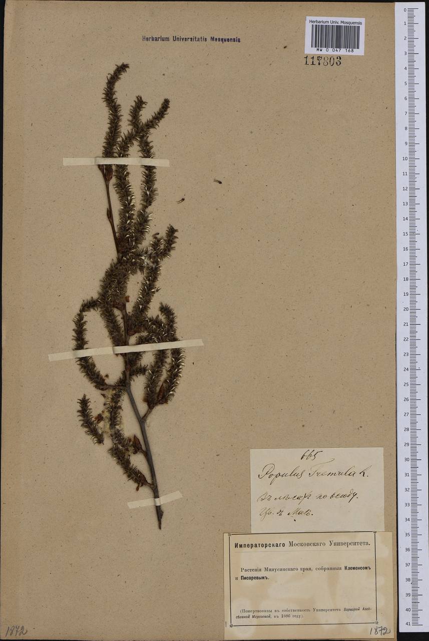 Populus tremula L., Siberia, Altai & Sayany Mountains (S2) (Russia)