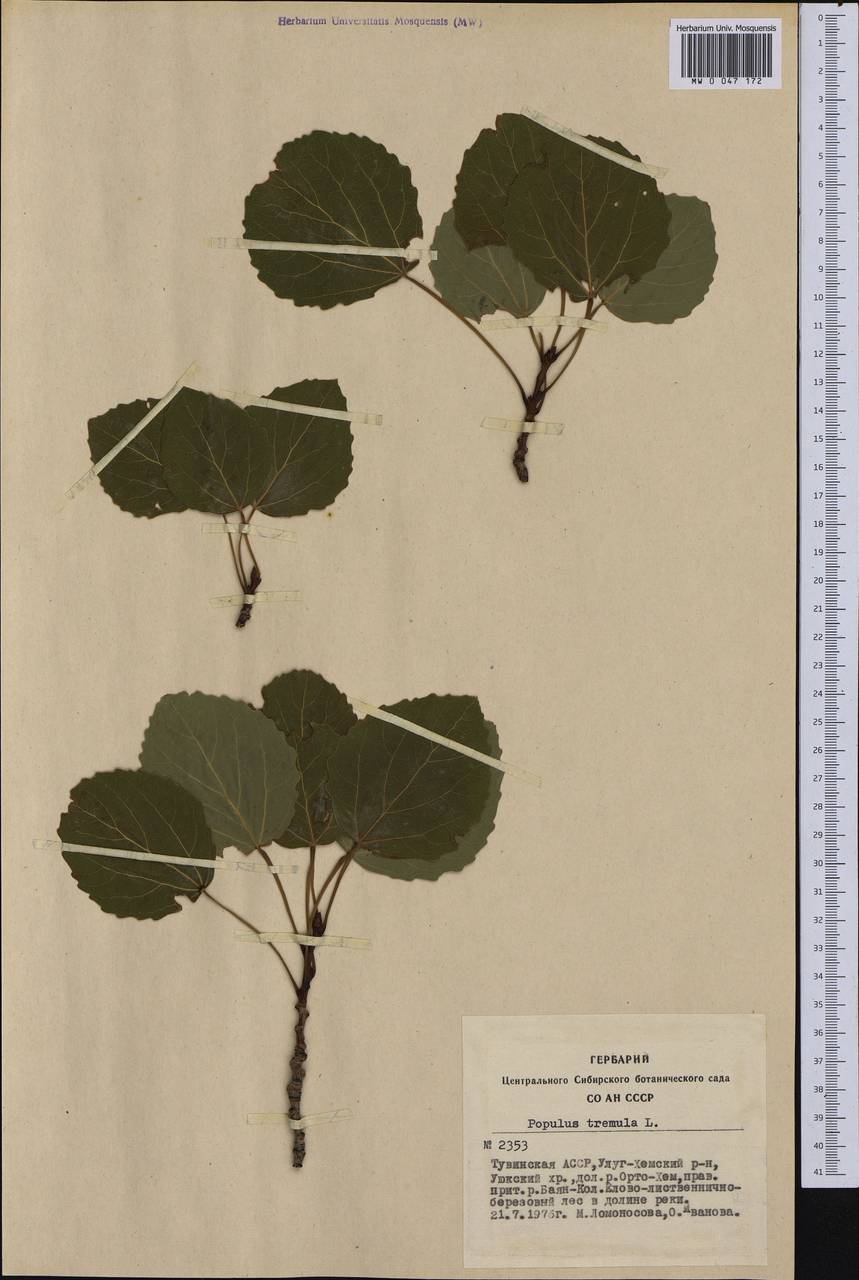 Populus tremula L., Siberia, Altai & Sayany Mountains (S2) (Russia)