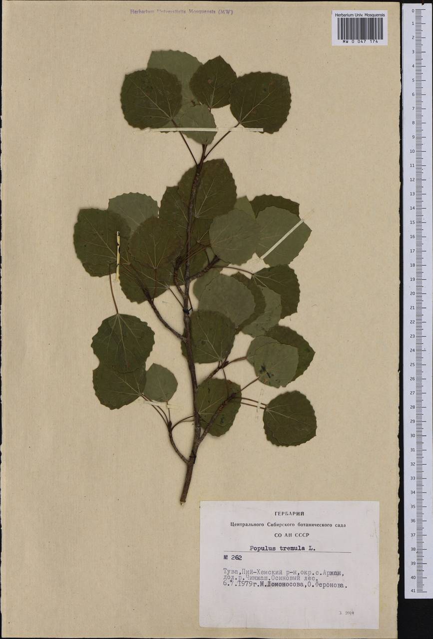 Populus tremula L., Siberia, Altai & Sayany Mountains (S2) (Russia)